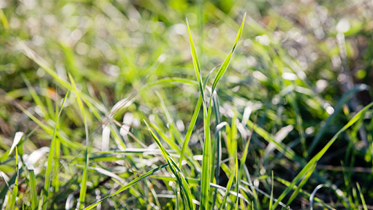 Herbe